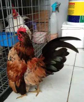 AYAM SERAMA KATE