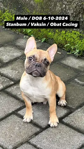 PUPPY FRENCHIE / FRENCH BULLDOG STAMBUM