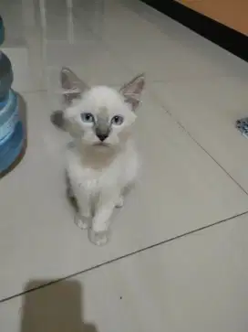 Adop kucing 3 bln lincah