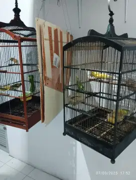 Loper gacor nyerang.