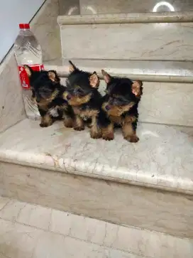 Jual Puppy Yokeshire