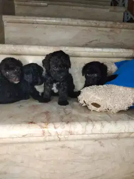 Jual Tiny Toy Poodle