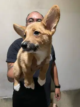 Jual Puppy Welsh Corgi Pembroke Good Quality Good Price