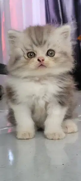 Kitten Persia longhair pesek