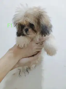 Jual anak anjing Shihtzu shitzu imperial pesek pendek - Female 1