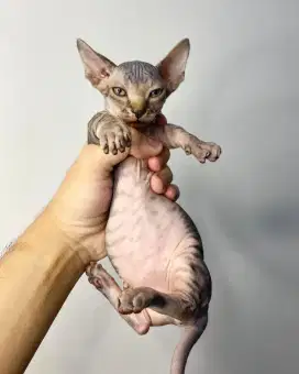 Kucing Sphynx - Bambino Betina Tabby