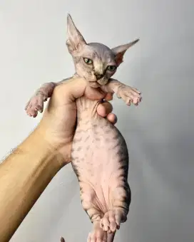 Kucing Sphynx - Bambino Jantan Tabby