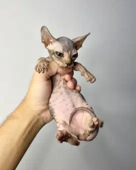 Kucing Sphynx - Bambino Jantan Tabby