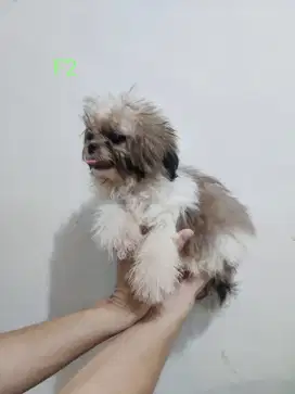 Jual anak anjing Shihtzu shitzu imperial pesek pendek - Female 2