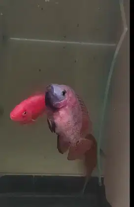 ikan louhan red monkey sedang mutasi 13cm dudukan jenong ada