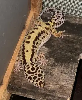 GECKO LEOPARD BOGOR