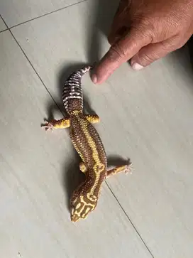 GECKO LEOPARD BOGOR KUNING CANTIK
