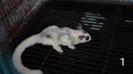 sugar glider platmoz & grey