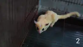 Sugar glider platmoz x WF