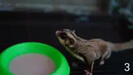 Sugar glider grey Het creamino