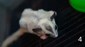 Sugar glider platmoz x grey