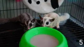 Sugar Glider platmoz dan grey betina