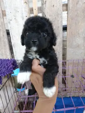 Poodle toy playfull