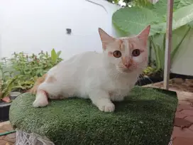 Munchkin Short Hair