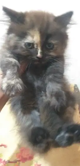 Kitten persia 2 bln