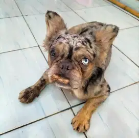 French Bulldog berbulu dan mata dua warna