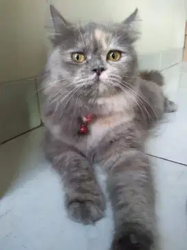 Kucing persia bagus
