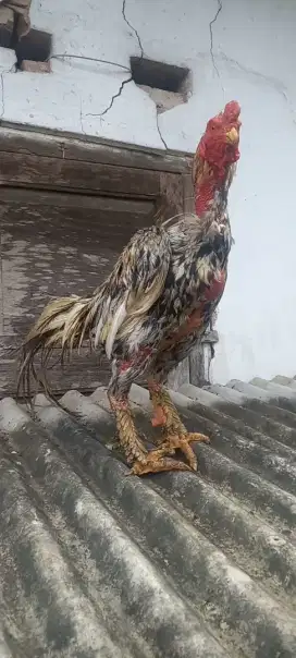 Bangkok klasik sisik buaya mekar