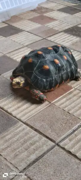 Kura kura darat redfoot