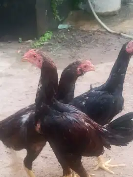 Jual ayam jantan