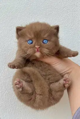 for sale munchkin cinnamon