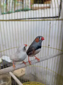Zebra Finch Sepasang Siapan