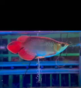 Murah meriah Arwana Super Red SB -+22-24CM