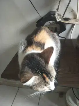 KUCING 3 EKOR DIPERCEPAT AMBIL BACA DESKRIPSI.