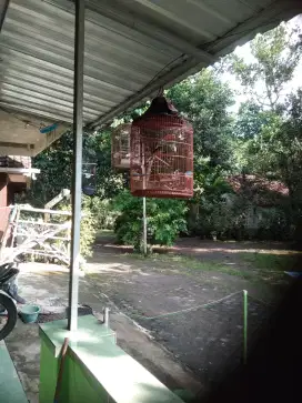 Jual murai batu gacor dor voll + .….isian  full
