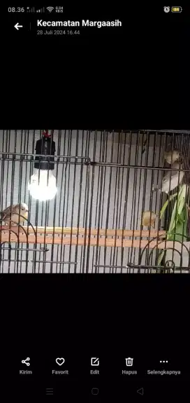 Jual 3 ekor blacksrot betina dara jenis boswana