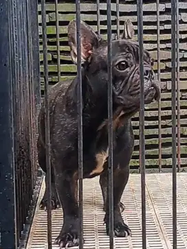 French bulldog Jantan 1 tahun.. Stambum