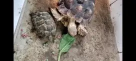 Kura - kura Sulcata dan Golden Greek