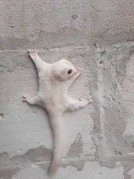 Sugar glider CREAMINO MOZAIC JANTAN