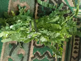 Jual Daun obat daun saga segar