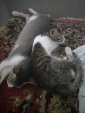 KUCING KITTEN DIPERCEPAT AMBIL BACA DESKRIPSI.