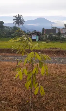 JUAL TANAH MURAH dgn VIEW LANGSUNG GUNUNG SLAMET