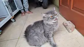 KUCING BETINA PERSMED FLATNOSE