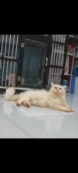 Kucing Persia JANTAN Dewasa