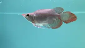 Arwana super red short body SB king sr Arowana merah