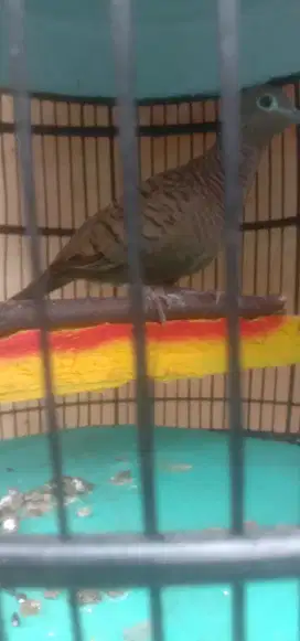 Burung perkutut cemani