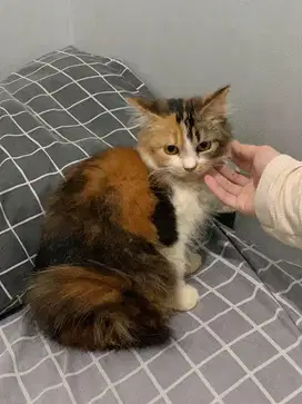 Anak kucing (kitten) persia