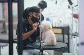LOWONGAN DOG GROOMER