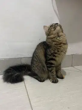 Kucing tabby ras persia himalaya