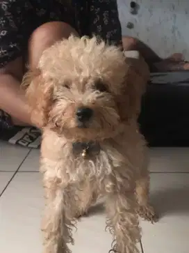 Di jual anak anjing poodle