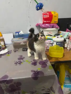 kitten british shorthair betina muka super bulat